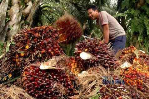  CPO INDONESIA: El Nino Ancam Produksi CPO Turun 5%-10%